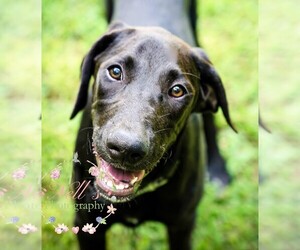 Doberman Pinscher-Unknown Mix Dogs for adoption in Genesee, WI, USA