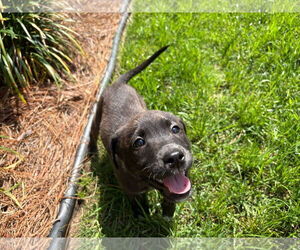 Labrador Retriever-Unknown Mix Dogs for adoption in Pensacola, FL, USA