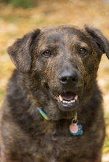 Labrador Retriever Dogs for adoption in Winter Park, CO, USA