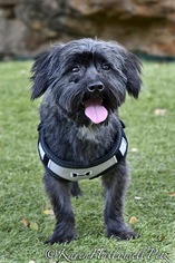 Hava-Apso Dogs for adoption in McKinney, TX, USA