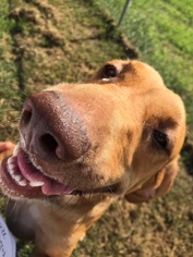 Labralas Dogs for adoption in Fredericksburg, VA, USA