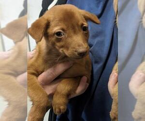 Shepradors Dogs for adoption in Cumming, GA, USA