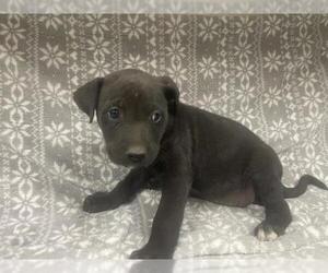 Mutt Dogs for adoption in HESPERIA, CA, USA