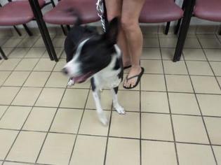 Border Collie Dogs for adoption in West Palm Beach, FL, USA
