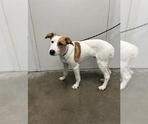 Mutt Dogs for adoption in Rosenberg, TX, USA