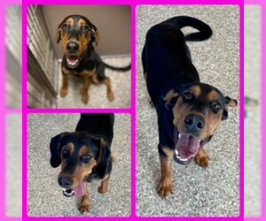 Black and Tan Coonhound Dogs for adoption in Clyde, NC, USA
