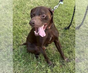 Lab-Pointer Dogs for adoption in Rockwall, TX, USA