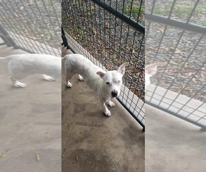 American Pit Bull Terrier-Unknown Mix Dogs for adoption in Albemarle, NC, USA