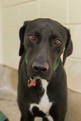 Pointer Dogs for adoption in St. Bonifacius, MN, USA