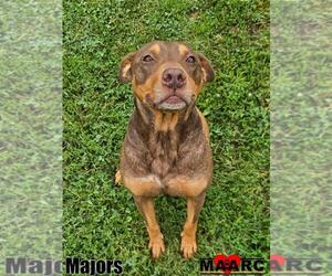 Australian Kelpie-Doberman Pinscher Mix Dogs for adoption in Maryville, TN, USA