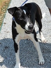 Borador Dogs for adoption in bailey Island, ME, USA