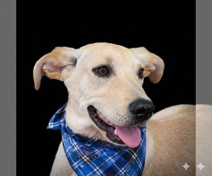 Labrador Retriever-Unknown Mix Dogs for adoption in Mt. Laurel, NJ, USA
