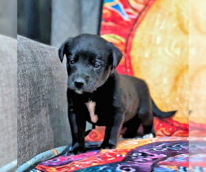 Golden Retriever-Unknown Mix Dogs for adoption in Rutherfordton, NC, USA