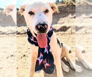 Catahoula Leopard Dog-Labrador Retriever Mix Dogs for adoption in Pena Blanca, NM, USA