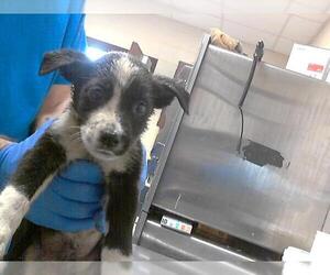 American Pit Bull Terrier Dogs for adoption in Fayetteville, NC, USA