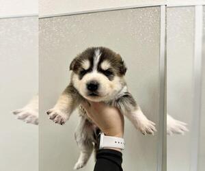 Siberian Husky-Unknown Mix Dogs for adoption in Tracy, CA, USA