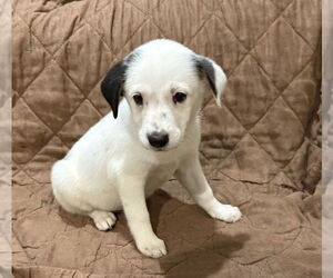 Mutt Dogs for adoption in Mundelein, IL, USA