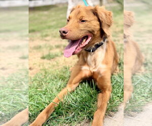 Irish Setter-Unknown Mix Dogs for adoption in Manahawkin, NJ, USA