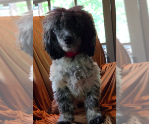 Doodle Dogs for adoption in Decatur, GA, USA