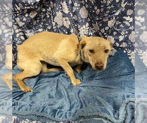 Chihuahua Dogs for adoption in Modesto, CA, USA