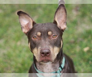 American Pit Bull Terrier-Australian Kelpie Mix Dogs for adoption in Cookeville, TN, USA