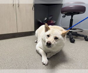 Shiba Inu-Unknown Mix Dogs for adoption in Las Vegas, NV, USA