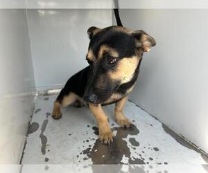 Basset Hound-German Shepherd Dog Mix Dogs for adoption in Visalia, CA, USA