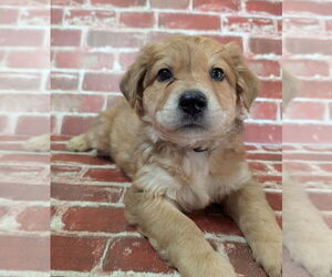Collie-German Shepherd Dog Mix Dogs for adoption in Lakewood, CO, USA