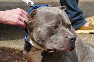 Staffordshire Bull Terrier Dogs for adoption in Warwick, RI, USA