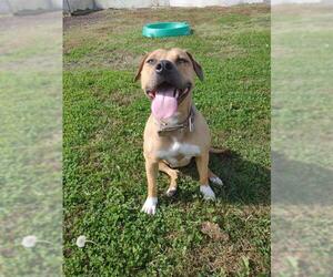 Boxer-Unknown Mix Dogs for adoption in Jasper, IN, USA