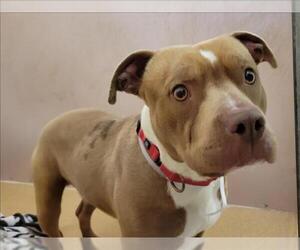 American Pit Bull Terrier Dogs for adoption in Martinez, CA, USA