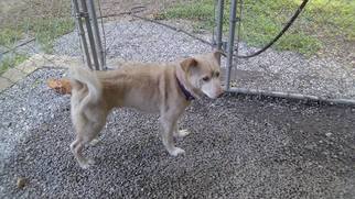 Labrador Retriever-Unknown Mix Dogs for adoption in Hayesville, NC, USA
