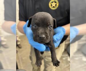 Labrador Retriever-Unknown Mix Dogs for adoption in Rosenberg, TX, USA