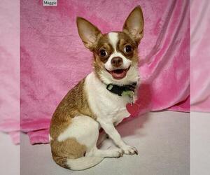 Chihuahua Dogs for adoption in Chester, IL, USA