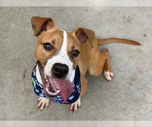 Mutt Dogs for adoption in Tulsa, OK, USA