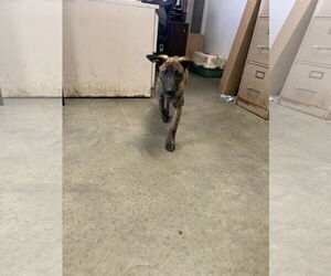 Mutt Dogs for adoption in Fairfield, IL, USA