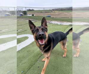 German Shepherd Dog Dogs for adoption in Mt. Airy, MD, USA