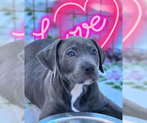American Staffordshire Terrier Dogs for adoption in San Juan Capistrano, CA, USA