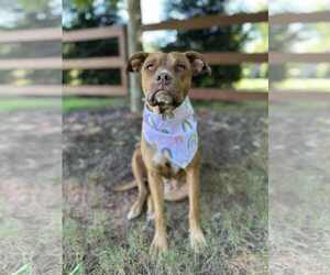 Mutt Dogs for adoption in Greenville, SC, USA