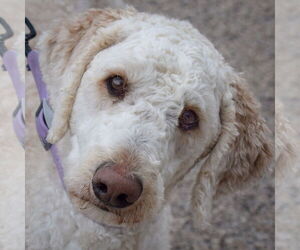 Mutt Dogs for adoption in Huntley, IL, USA