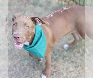 American Staffordshire Terrier-Unknown Mix Dogs for adoption in San Antonio, TX, USA