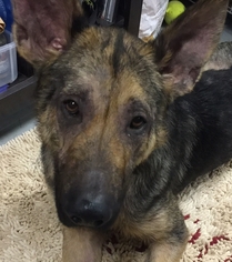 German Shepherd Dog Dogs for adoption in Cary, NC, USA