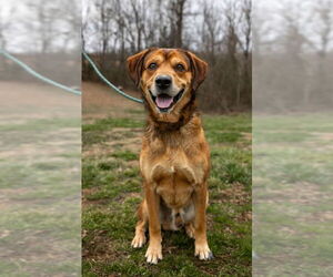 Mountain Cur-Unknown Mix Dogs for adoption in Sparta, TN, USA