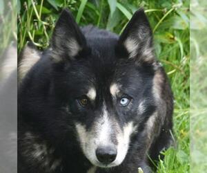 Small German Shepherd Dog-Huskies  Mix