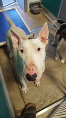 Bull Terrier Dogs for adoption in Guthrie, OK, USA