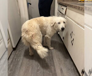 Great Pyrenees Dogs for adoption in Chico, CA, USA
