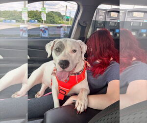 American Bulldog-Unknown Mix Dogs for adoption in Germantown, OH, USA