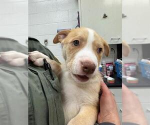 Huskies -Unknown Mix Dogs for adoption in Peoria, IL, USA