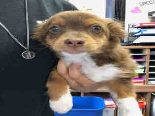 Chiranian Dogs for adoption in Hanford, CA, USA