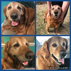 Golden Retriever Dogs for adoption in FORT WORTH, TX, USA